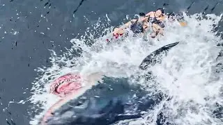 巨鲨从水中跃出，人类差点被打翻！【巨鲨之夺命鲨滩Huge Shark】|驚悚 災難 |【電影派對】