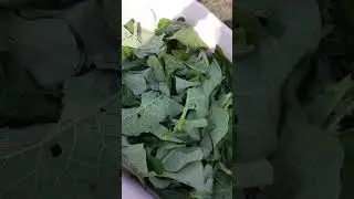 Нарвали листья лопуха.