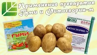 Application of preparations Gumi and fitosporin in the cultivation of potatoes.│Bashinkom