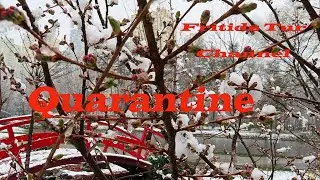 Kiev Today, Coronavirus, Quarantine