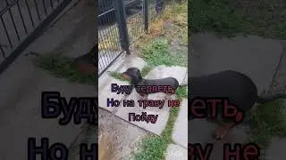 Как Тиша гуляет в дождь и в жару#dog#смешное#собака#такса#тиша#taksa#животные#прикол#а4