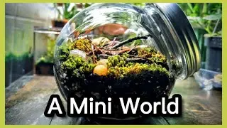 Moss Terrarium Speedrun , a surprise gift.