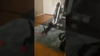 Slo-mo cat play