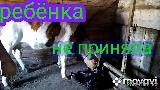 Опять отел. Опять у нетели.