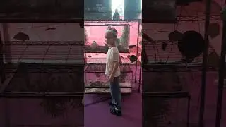 Mini Zoo