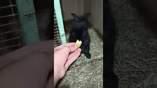 Крольчонок кушает яблоко😚
