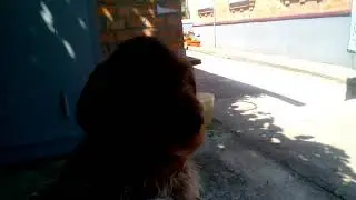 Собака Граф
