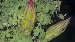 Amar bagane ki hoyeche dekhun #garden#youtube videos