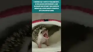 У ежей высокая сопротивляемость к змеиному яду.