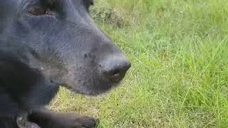 А у нас на участке маслята растут