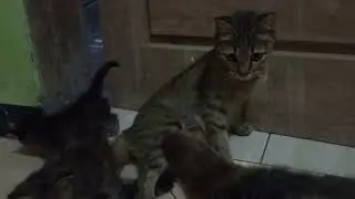 keseruan anak kucing menikmati sarapan pagi