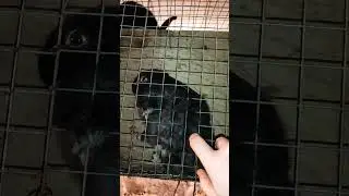 С Серебром всегда цирк! 