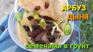 АРБУЗ И ДЫНЯ СЕМЕНА В ЗЕМЛЮ#сибирь#арбуз#жизнь в деревне