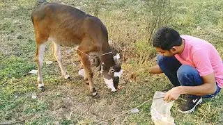 cow ko good khile