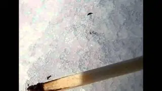 В Челябинске...лезущие прямо из снега....