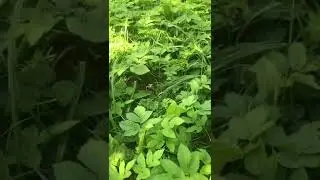 Любопытная лягушка