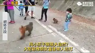 【停止餵飼野生動物】【 與小孩子親親大自然?大聖爺推倒女童後被人追打】| 《高登新聞》高登討論區頻道 HKGolden CHANNEL
