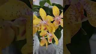 орхидея Julia #фаленопсис #орхидея