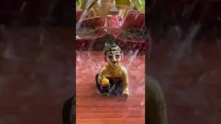 laddu gopal 🙏🙏 radhe radhe #harekrishna #shortsvideo #youtubeshorts