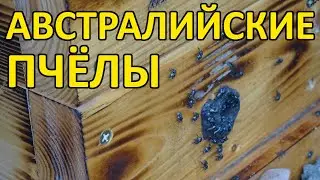 120 Дикие австралийские пчёлы