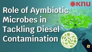 Microbe-Mangrove Interplay in the Phytoremediation of Diesel Contaminants