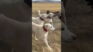 ÇOBAN KÖPEKLERİ BİR BİRİNE GİRDİ ~ ORTALIK KARIŞTI !