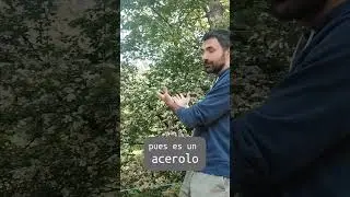 propiedades y reconocimiento del acerolo