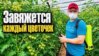 Томаты и перец ломятся от урожая- чем попрыскать, чтобы завязь была 100%!
