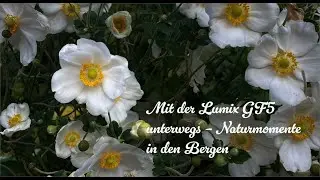 🎥 Out and about with the Lumix GF5 - nature moments in the mountains 🌸🏔️