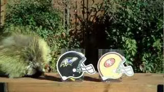 Teddy Bear the Porcupine Predicts the Winner of Super Bowl XLVII!