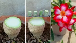 4 Multiple Graft On Adenium Stem | Desert Rose Grafting | Adenium Plant