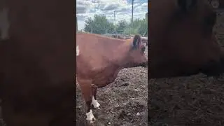 МАЛИНКА ОТЕЛИЛАСЬ 🐄🐮