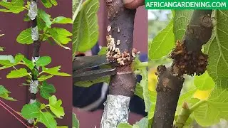 Multiple Air layering with no Substrate on Fig tree