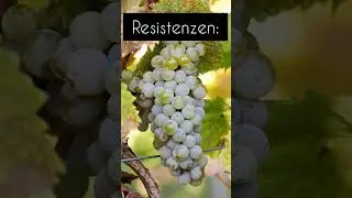 Blütenmuskateller Piwi Rebsorte | Pilzwiderstandsfähige Weinreben
