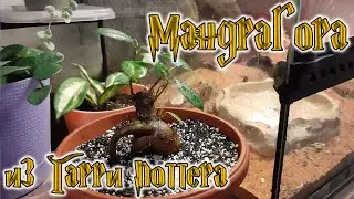 Мандрагора из Гарри Поттера 🌿 Пересаживаю фикус гинсенг микрокарпа  или ficus ginseng.