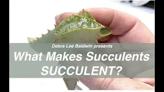 Succulent Newbies Need to Know