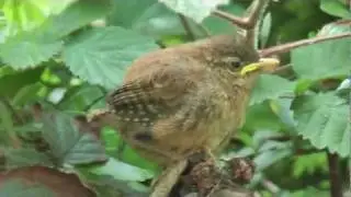 A selection of young birds, Yorkshire garden.