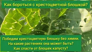 Крестоцветная блошка меры борьбы/крестоцветная блошка на капусте/блошка/как избавиться