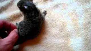 16 March 2012 Paralyzed Juvenile 19 March Update.wmv