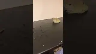 KING JULIO THE FROG PT.70