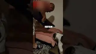 Собака отказывалась спать