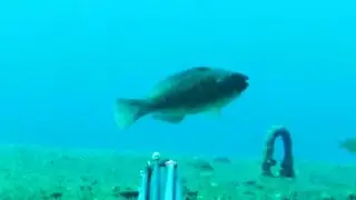 Pescasub: Se c'è da ballare scendo in pista!