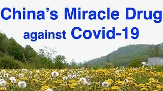 🔥China's coronavirus miracle drug ❤️ loved by the Chinese people rejected by the world