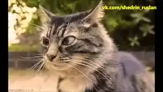 Джентльмены удачи   Евгений Леонов кот
