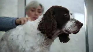 Pet Remedy Training