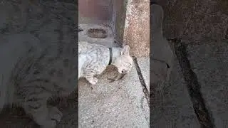 хозяин на рыбалке был 🐈‍⬛🐟