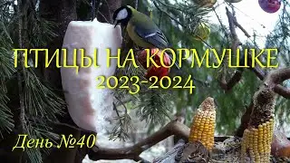 ПТИЦЫ НА КОРМУШКЕ-2023/2024, день №40