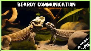 The Silent Language of Bearded Dragon Communication