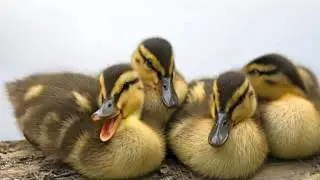 Обращение к подписчикам. ВАЖНО!!!