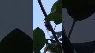 Цикада поет)